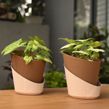 Ecobloom 7 Inch