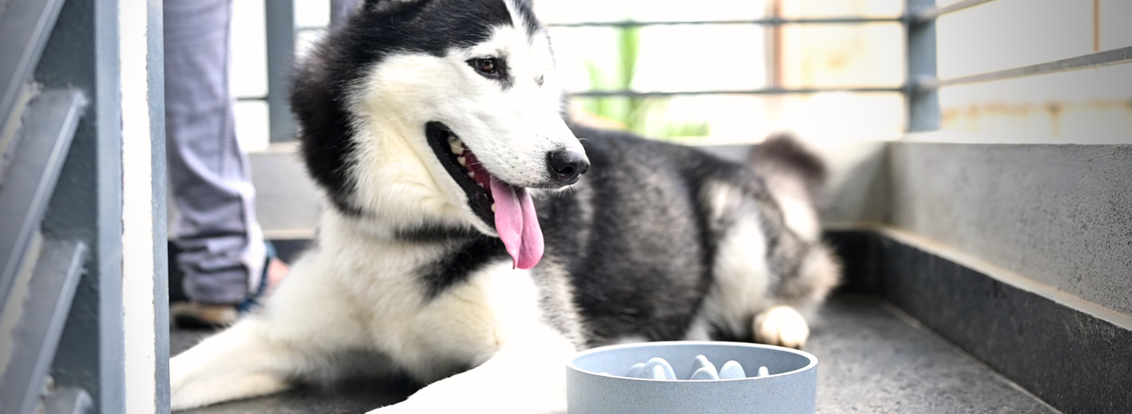 pet bowls pet bowl dog