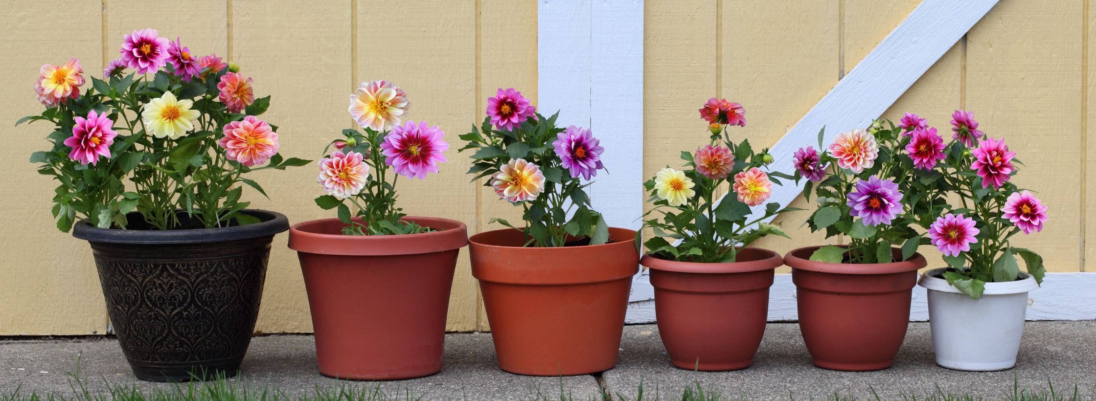 flower pot types