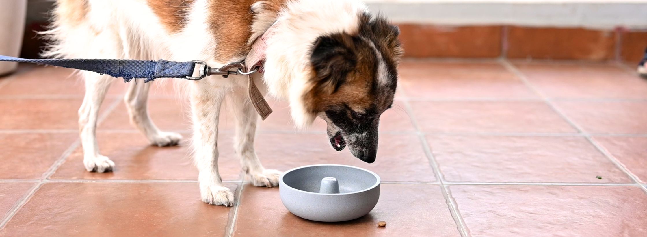 cat food bowl, sustainability lifestyle