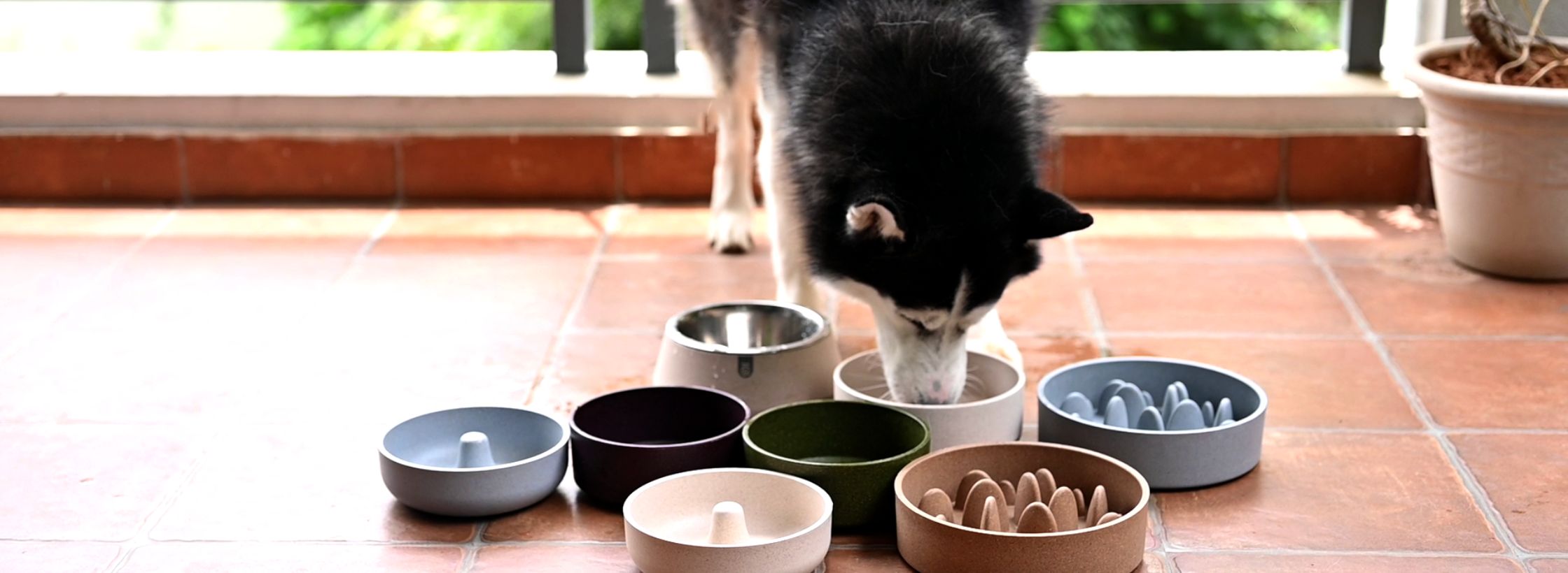 pet bowl, sustainability lifestyle