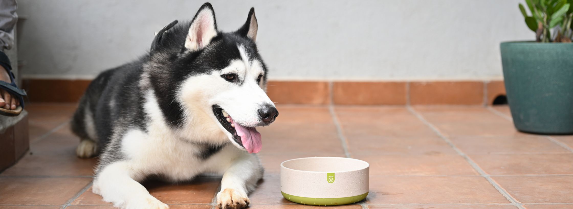 pet bowl, sustainability lifestyle