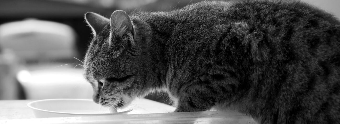 cat bowl, cat food bowl