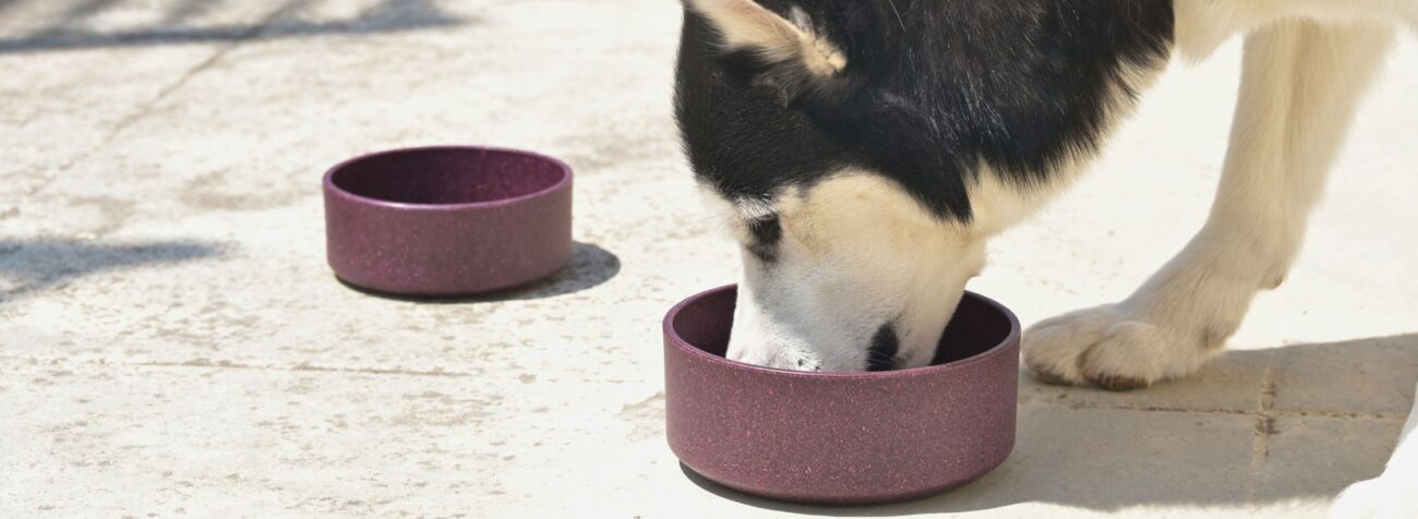 dog bowl, pet bowl