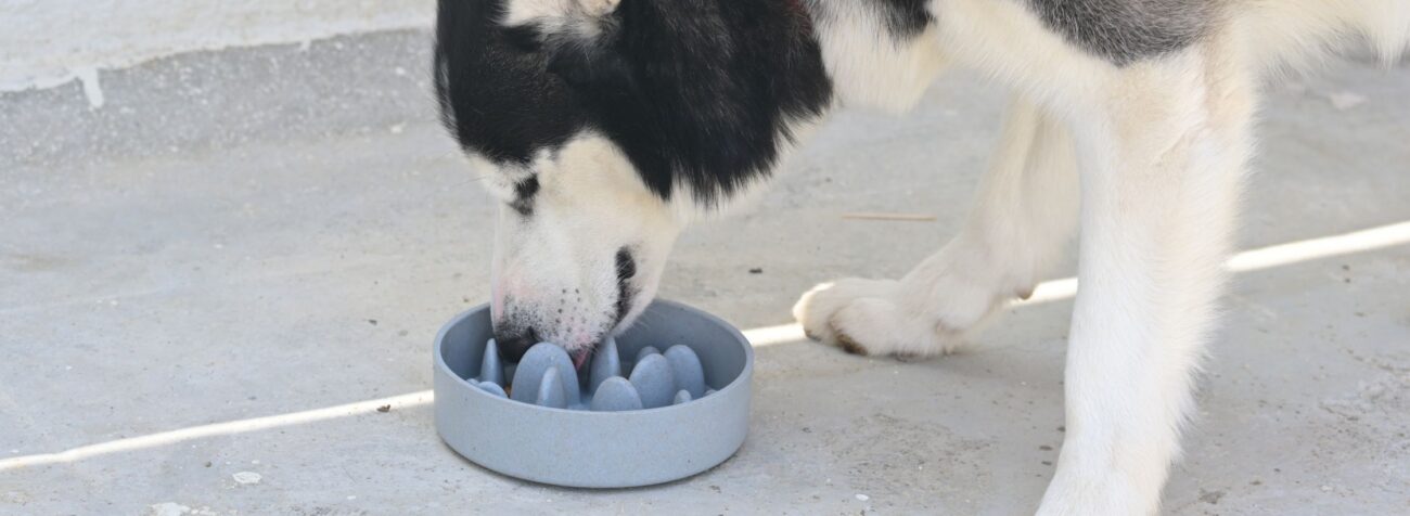 slow feeder bowls for dogs, eco-friendly practices