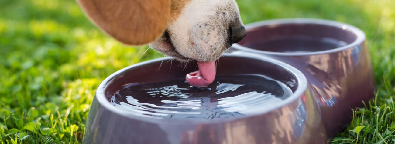 water bowl for dogs, water bowl for cats