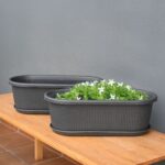 Regalia 19"