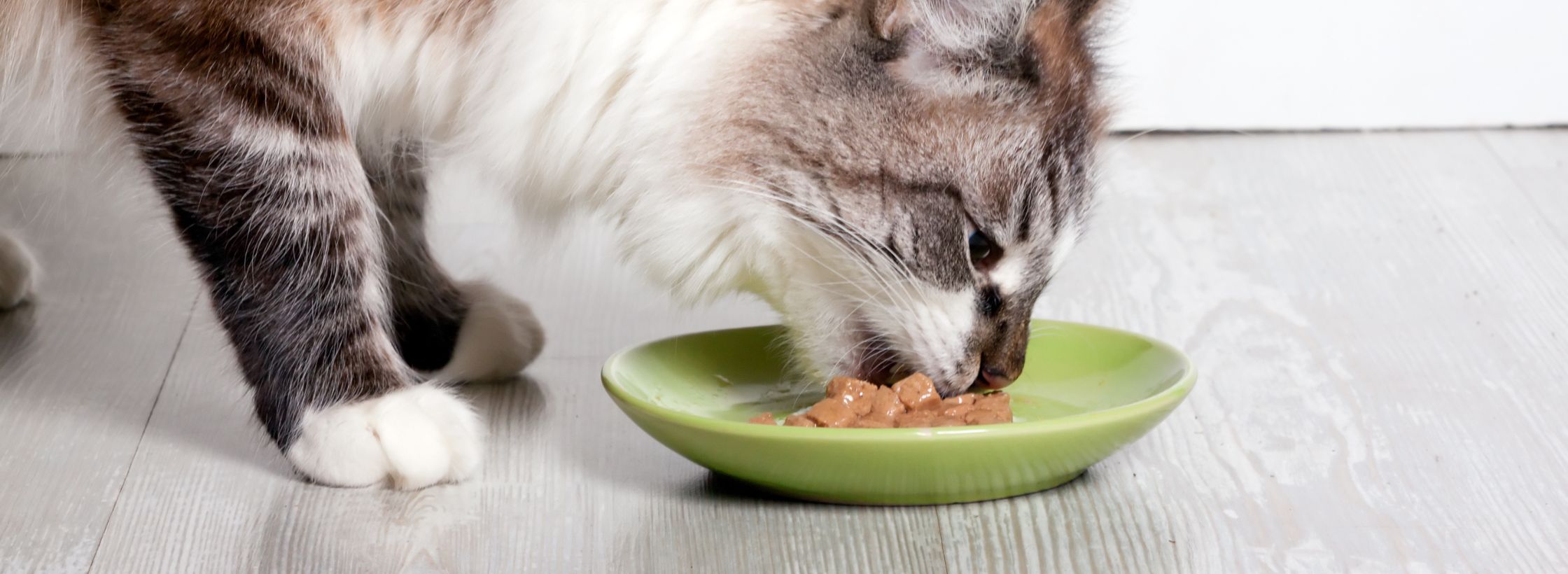 cat feeding bowl, sustainability lifestyle