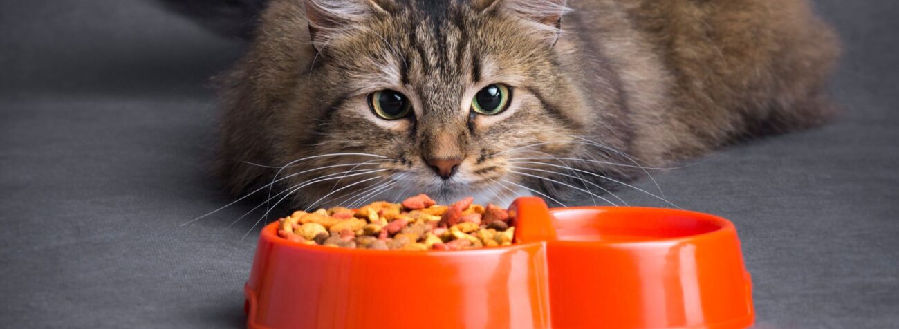 slow feeding cat bowl, sustainability lifestyle