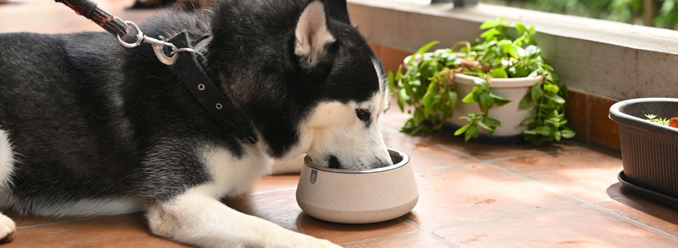 dog bowl set, dog bowl water