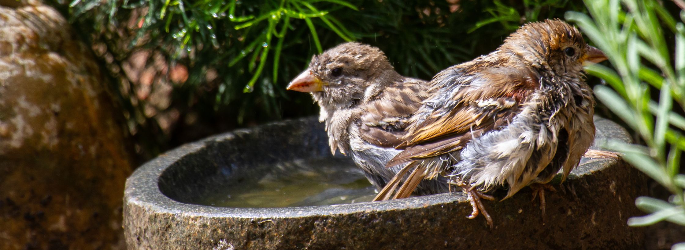 bird water bowl, sustainability lifestyle