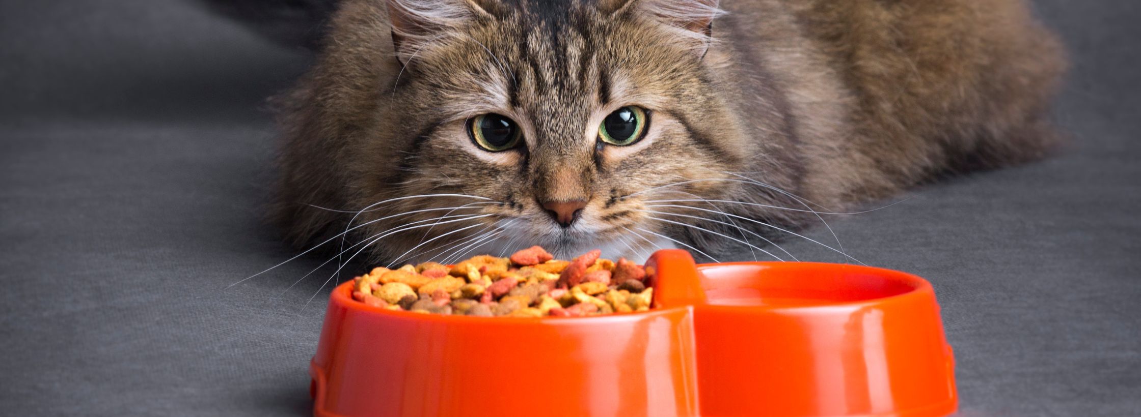 slow feeding cat bowl, sustainability lifestyle