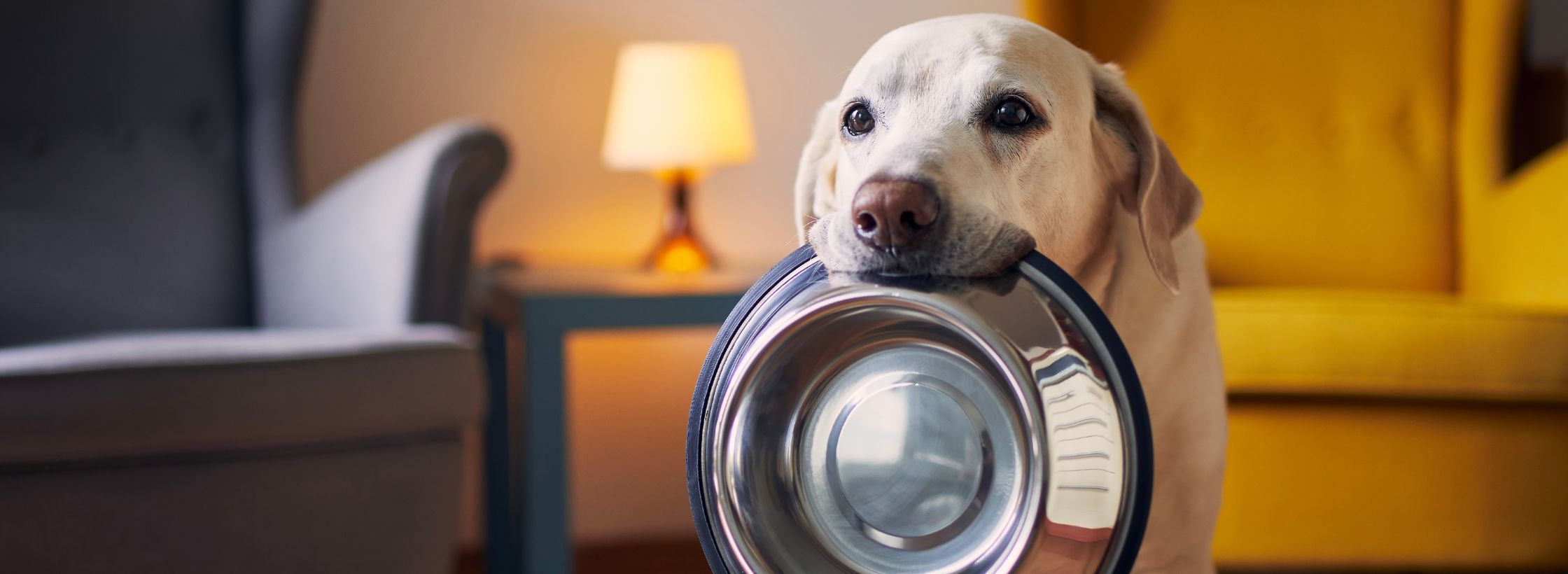 dog bowl, dog bowl with stand