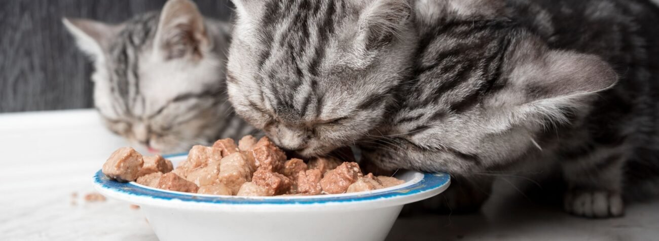 cat bowl, cat food bowl