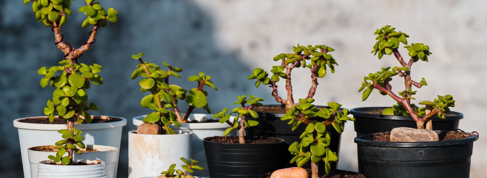 pot or planter, garden planters