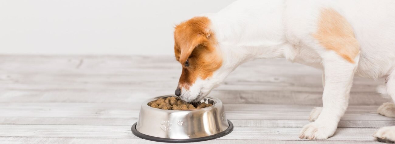 dog dish, dog bowl price