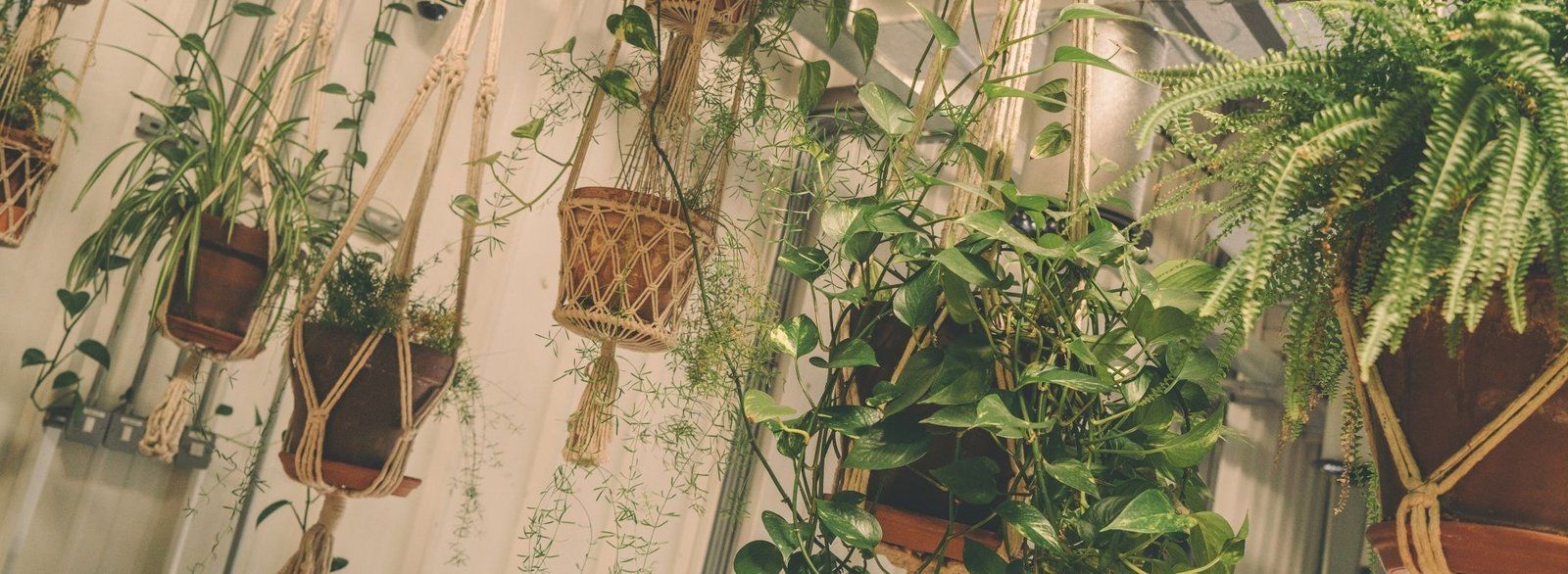 plant care, hanging pots