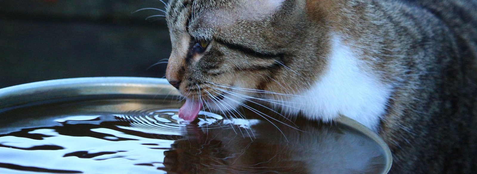 cat hydration, water bowl for cats