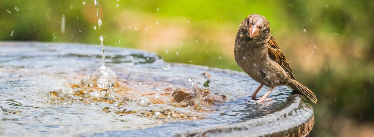 water bowl, bird bowl, eco-friendly practices