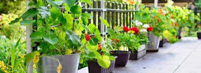 sustainable choice, garden pot ceramic, flower pot ceramic