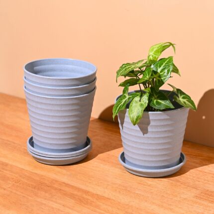 Linea 5.5" set of 4