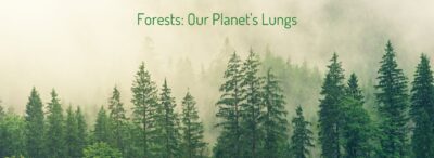 forestry day, eco-friendly practices, 10 day forest