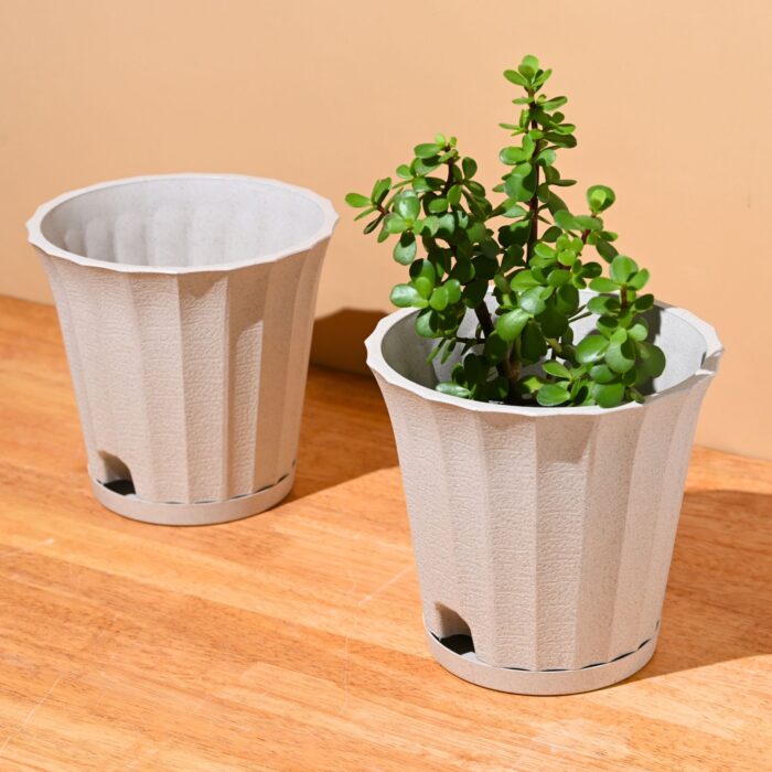 Ace planter 7"