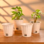 Ace planter