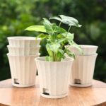 Ace planter