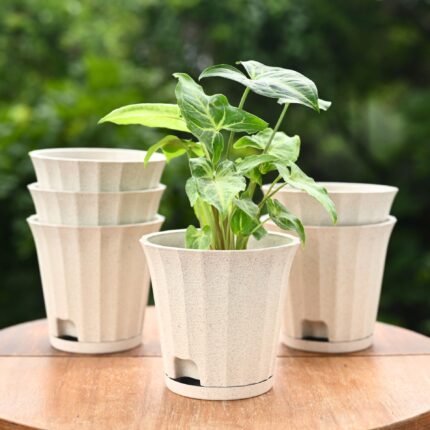 Ace planter