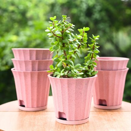 Ace planter