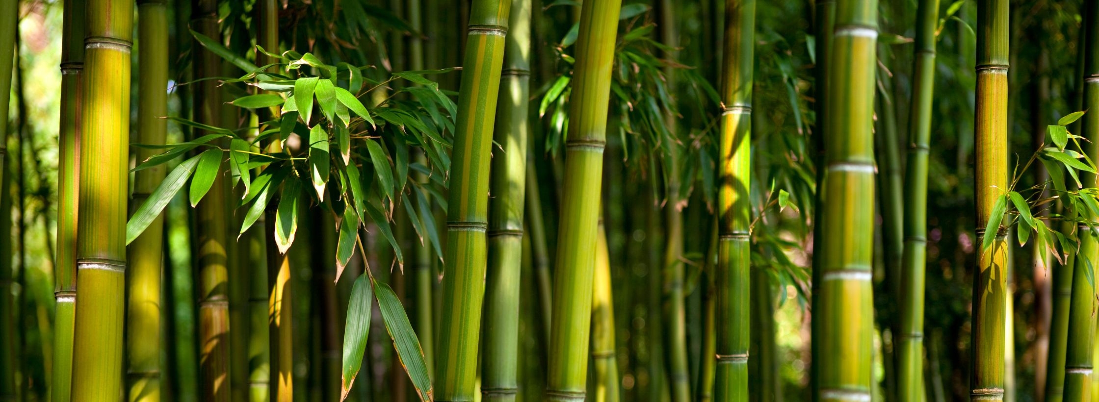 Bamboo