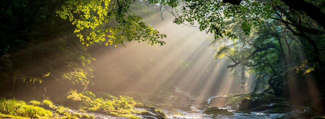 nature, nature heals, feeling stresssed