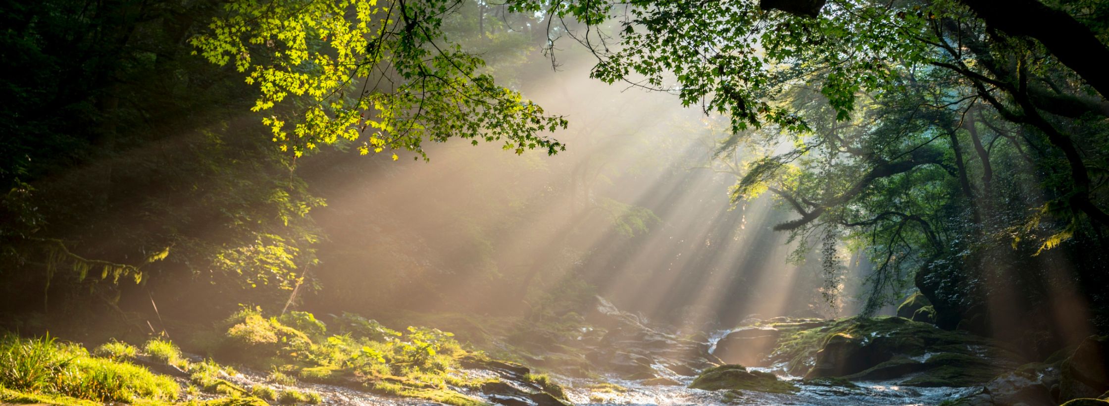 nature, nature heals, feeling stresssed