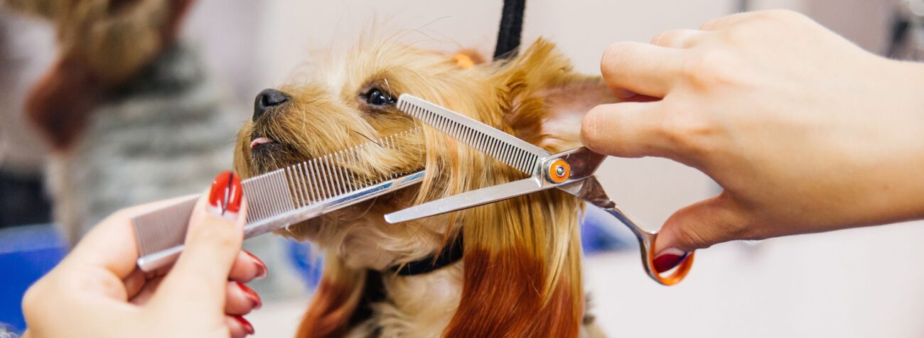 pet grooming, essential pet care, pet friendly