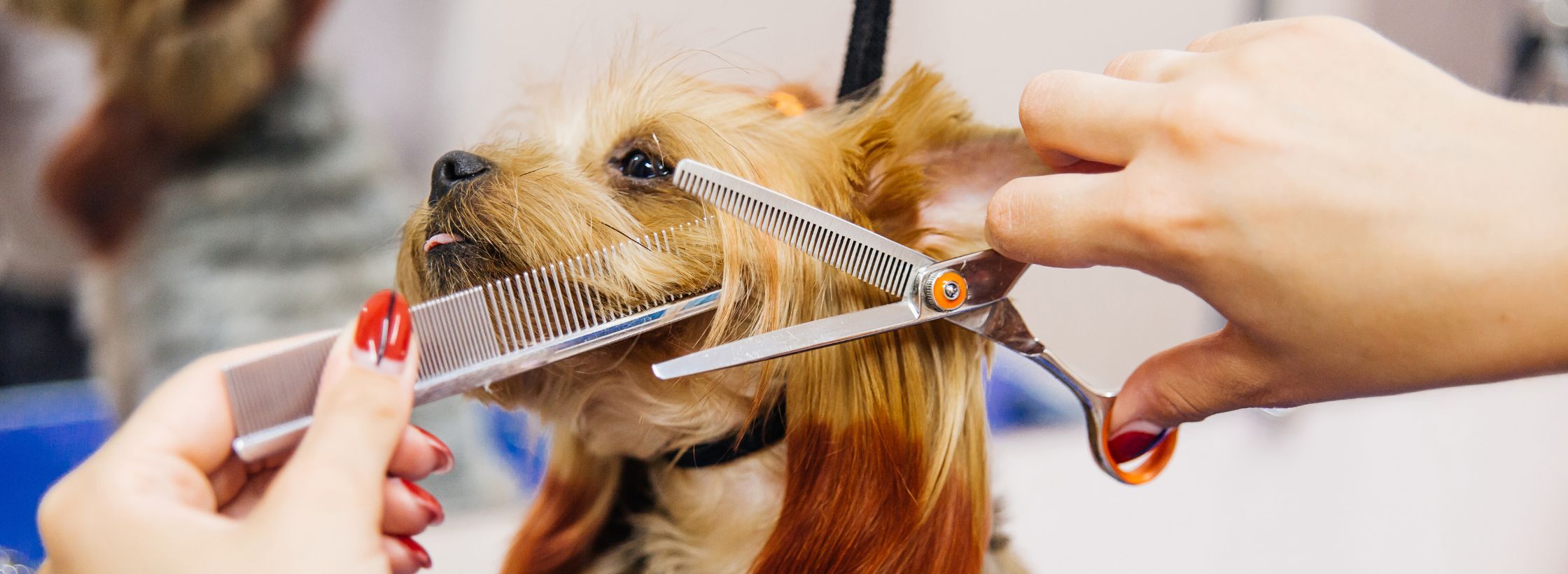 pet grooming, essential pet care, pet friendly