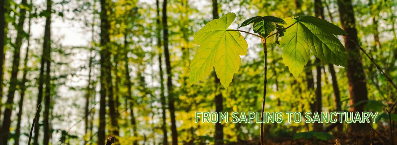 Sapling, santuary, sanctuary wildlife