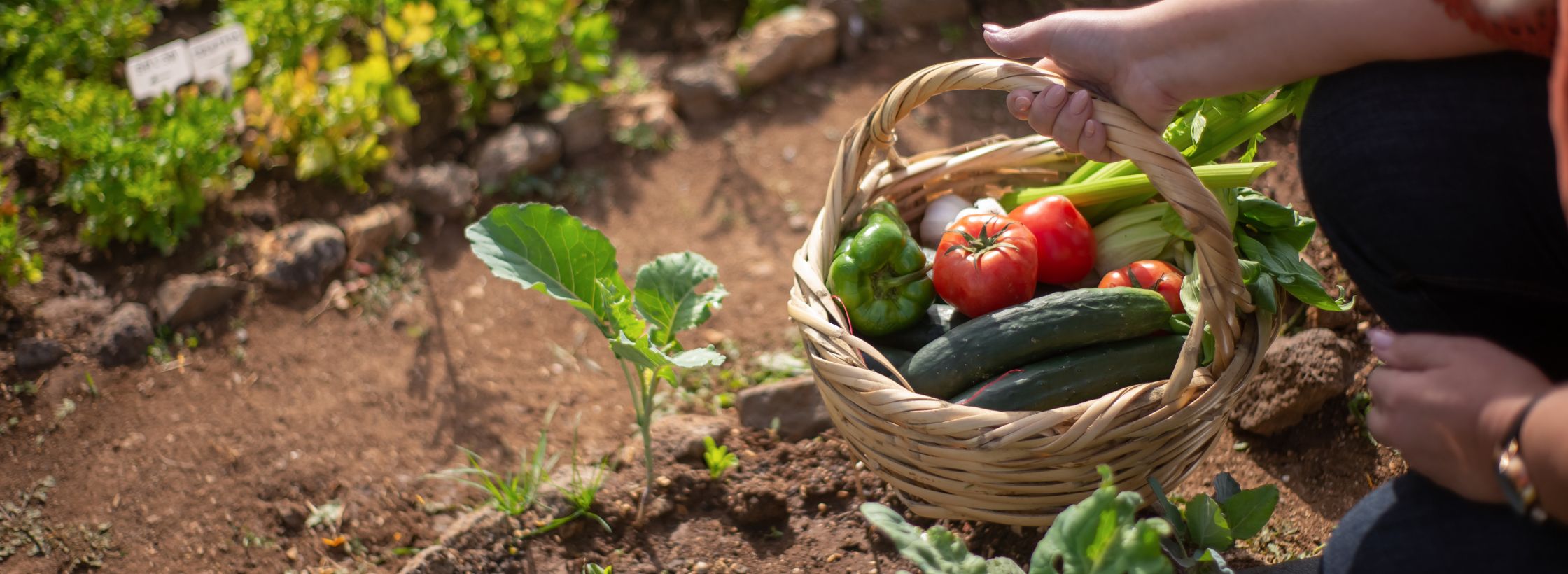 gardening, growing your own food, carbon footprint