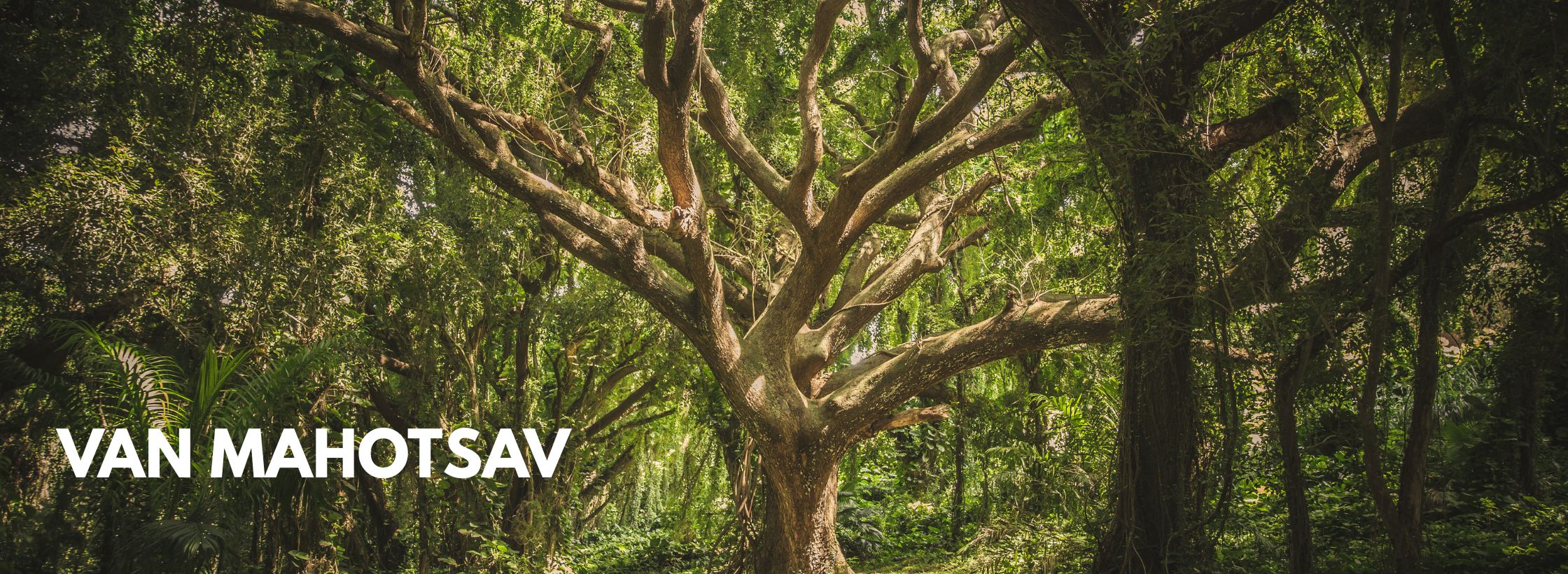 van mahotsav, trees sandalwood, nature