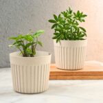 Romano planter 6"