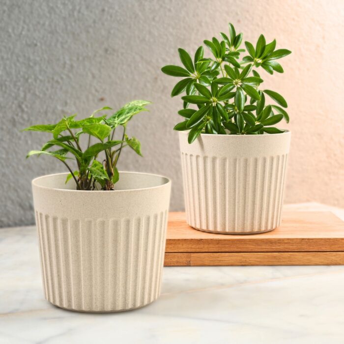 Romano planter 6"