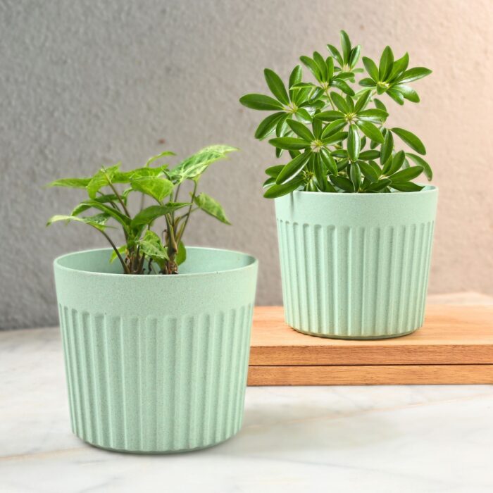 Romano planter 6"
