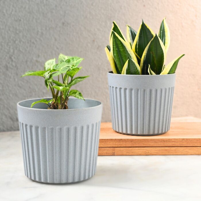 Romano planter 6"