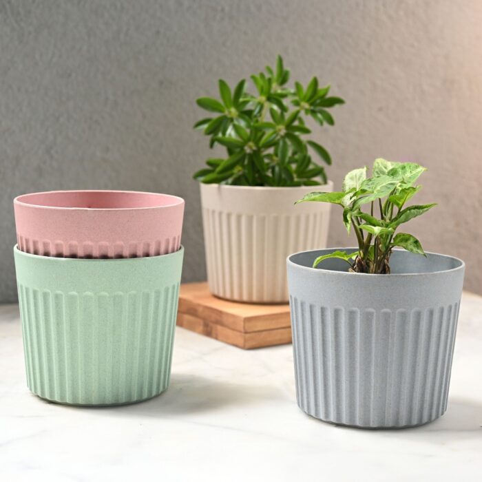 Romano planter 6"