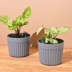 Romano planter 5"