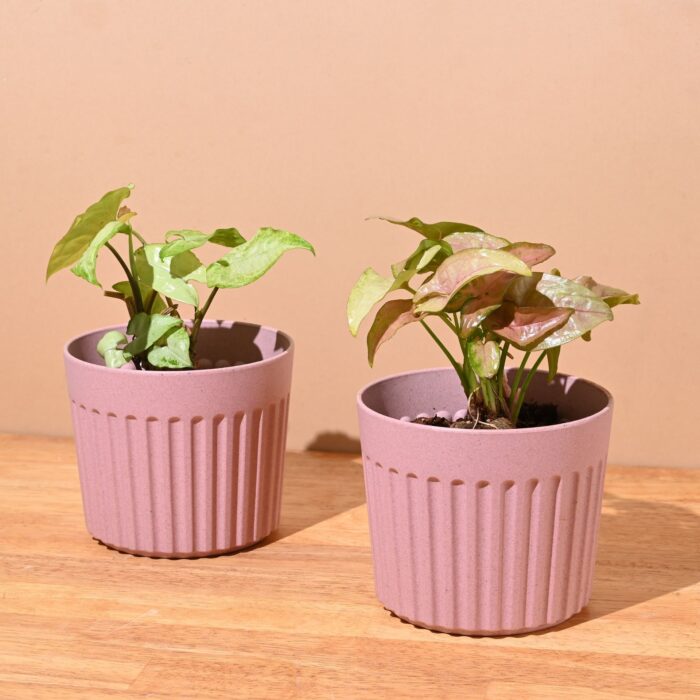 Romano planter 5"
