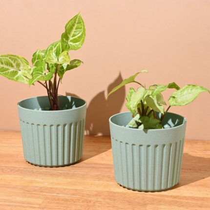 Romano planter 5"