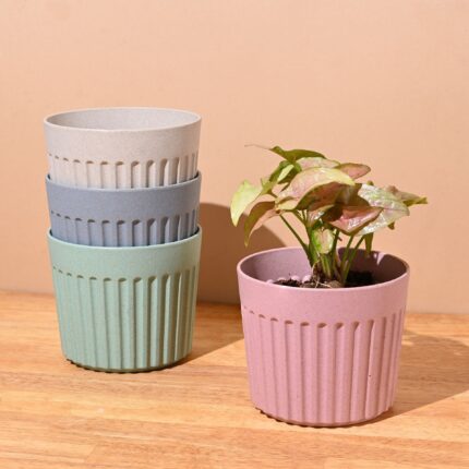 Romano planter 5"