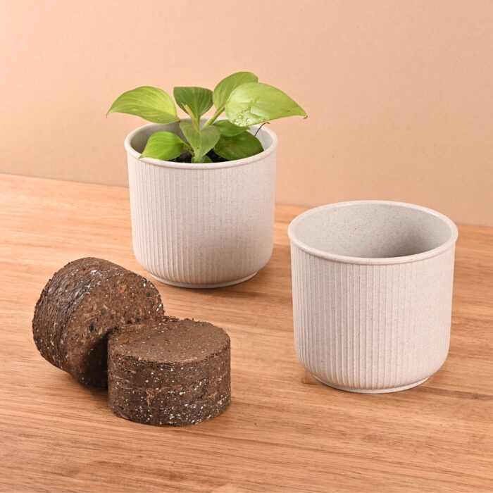 Statement Pot 4" with growmix