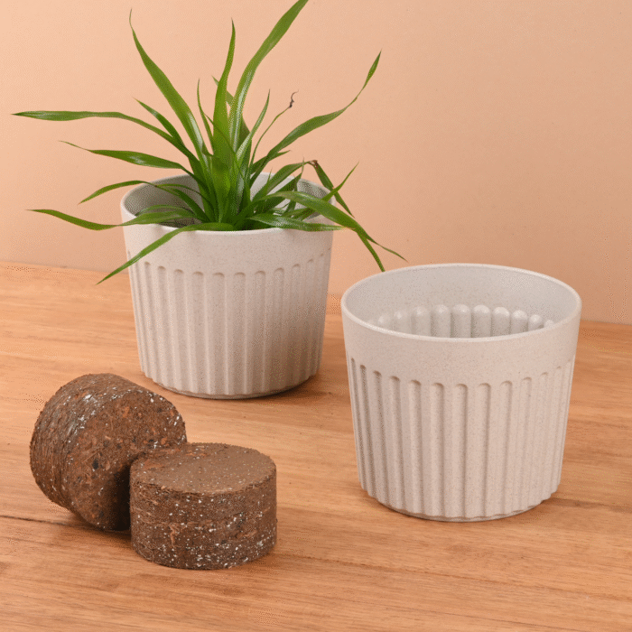 Romano 6" with growmix
